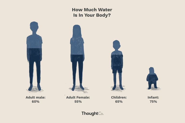 Water percentage in the human body
