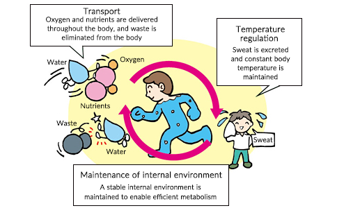 The role of water as a solvent